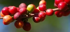 水洗耶加雪菲生咖啡豆處理流程 耶加雪菲副產區金蕾娜安巴雅咖啡