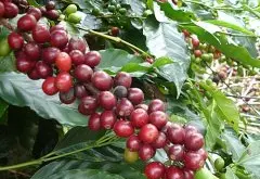 卡洛圖處理廠-最好的肯尼亞咖啡處理廠Kenya Nyeri咖啡風味描述