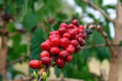 危地馬拉薇薇特南果咖啡高原寶湖莊園風味特點口感描述