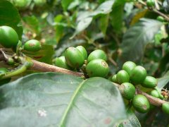 非洲埃塞俄比亞五大精品咖啡產區 西達摩咖啡耶加雪菲風味特點