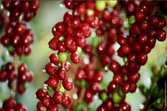 拉斯拉哈斯莊園獨特的蜜處理咖啡豆分類 黑珍珠和黑靈魂咖啡豆