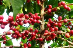 哥斯達黎加咖啡豆SHB香格里拉莊園蜜處理咖啡豆風味特點介紹