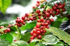 薩爾瓦多咖啡豆SHG安達露西亞莊園 水洗帕卡馬拉咖啡豆風味描述