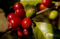 Guatemala HHT Primavera危地馬拉春天產區SHB咖啡豆風味描述