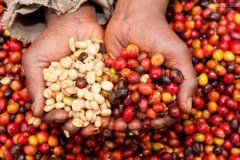 平價豆種羅布斯塔（Robusta）咖啡豆今年跌價18% ，咖農惜售囤貨