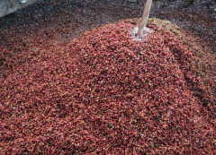 薩爾瓦多唐海梅莊園蜜處理帕卡馬拉咖啡豆風味特點介紹