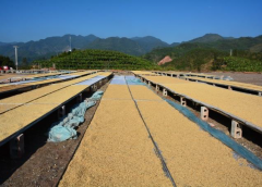 哥斯達黎加咖啡豆Tarrazu產區微型處理廠咖啡豆風味特點介紹