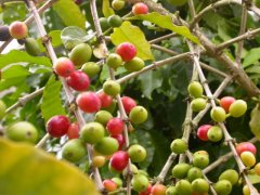哥斯達黎加塔拉珠微批次咖啡豆風味品質如何