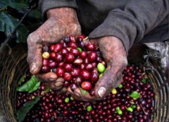 雲南咖農收入逐年減少，雲南小粒咖啡的困境，請珍惜每一杯咖啡
