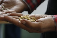 咖啡生豆處理法-水洗處理的醱酵作用以及對咖啡風味的影響