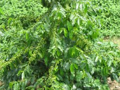 咖啡樹自己家裏能種嗎 先來了解咖啡豆從種植到採摘的全過程！