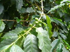 咖啡種植技術：如何讓咖啡樹快高長大？提高種植成功率？
