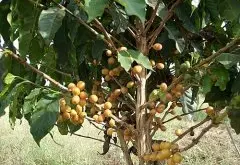 巴西黃波本咖啡品種yellow bourbon coffee起源 波旁咖啡怎麼樣？