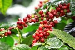 Rwanda Red Bourbon盧旺達紅波旁咖啡特點 紅波本與黃波本的區別