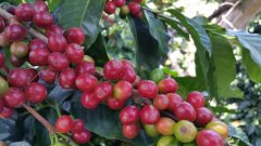 哥倫比亞慧蘭咖啡唐納德咖啡風味描述 哥倫比亞唐納德咖啡好喝嗎