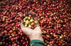 羅布斯塔豆有什麼用 羅布斯塔咖啡主要以拼配豆和速溶咖啡爲主