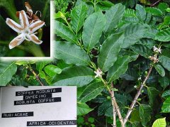 羅布斯塔Robusta種中果咖啡的革命 羅布斯塔咖啡豆爲何惡名昭彰