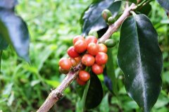 哥倫比亞咖啡豆-聖阿洛夫小農 粉紅波旁珍稀品種咖啡風味描述