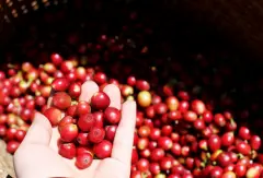 肯尼亞咖啡產區Nyeri喜莉可 珍珠圓豆咖啡風味描述 手衝肯亞咖啡