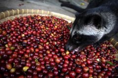 頂級麝香貓咖啡豆售價: $1980元 印尼最好的貓屎咖啡多少錢一杯