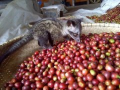 越南麝香貓咖啡的味道 印尼貓屎咖啡與越南麝香貓咖啡有什麼區別