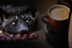 麝香貓咖啡豆產地很多-柬埔寨麝香貓咖啡你聽說過嗎？