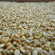 生咖啡豆能直接泡咖啡喝嗎？生豆咖啡能減肥？小心中毒