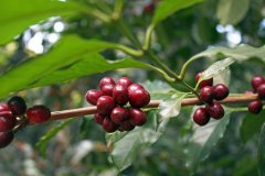 天氣良好和生產復甦 預計2018年印尼咖啡產量提高10%