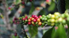 星巴克典藏咖啡-牙買加藍山風味筆記 種植區故事介紹