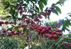 買“牙買加藍山咖啡豆”做手信的5個理由 藍山咖啡什麼牌子好？