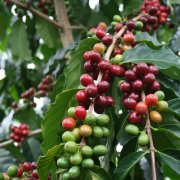 阿拉比卡咖啡豆外型大小與色澤特點 如何判斷阿拉比卡ARABICA品種