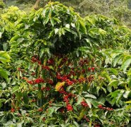 阿拉比卡咖啡豆&產地介紹 爲何阿拉比卡咖啡因含量最少反而最貴？