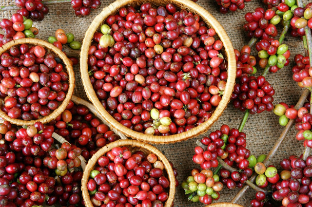 咖啡品種學，只認識阿拉比卡可不行-阿拉比卡演變出哪些品種？