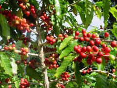 咖啡種植技術分享 咖啡的成長過程與種植條件 咖啡樹的壽命只有…