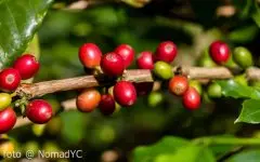 臺灣咖啡的種植歷史 臺灣咖啡種植條件如何 咖啡種植技術的發展