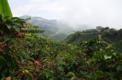 咖啡種植的生長海拔與咖啡的風味關係 雲南咖啡種植地區的優勢