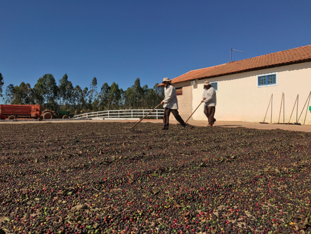 巴西，咖啡莊園工業化的代表國——王策的咖啡產區之旅