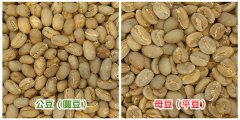 咖啡豆的性別之謎-什麼是咖啡公豆和母豆 咖啡公豆和母豆的區別