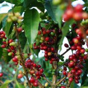 三大咖啡品種阿拉比卡、羅布斯塔與利伯利卡 阿拉比卡咖啡豆特點