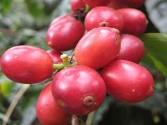 星巴克用的什麼咖啡豆與肯德基阿拉比卡咖啡豆有什麼區別？