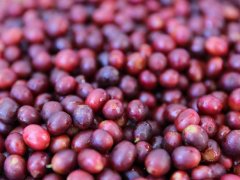 咖啡種類及特點帶圖片 世界咖啡豆品種大解密-阿拉比卡比較高級？