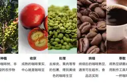 咖啡豆種類及特點 新手咖啡入門知識：咖啡豆分類制度介紹