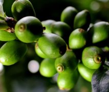 薩爾瓦多聖羅莎COE冠軍莊園水洗帕卡瑪拉咖啡豆介紹及衝煮建議
