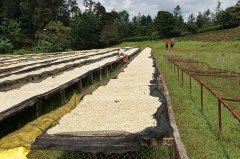 肯尼亞AA級Ichamama精品咖啡豆信息介紹 肯尼亞咖啡豆烘焙分析