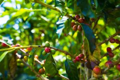 哥斯達黎加DOKA咖啡莊園故事詳細介紹70多年曆史的咖啡豆種植莊園參觀體驗