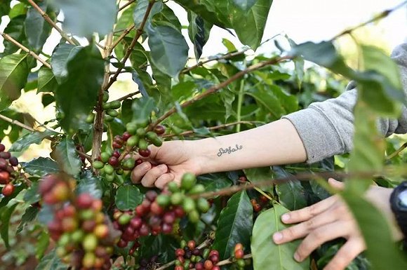 雲南咖啡的精品之路—精品咖啡浪潮正在改變以茶聞名的雲南普洱