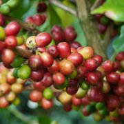 西達摩與耶加雪菲咖啡產區的特點區別 耶加雪菲咖啡豆風味口感介紹