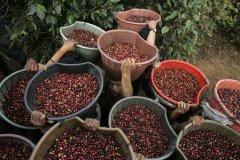 探究哥倫比亞考卡咖啡產地如何影響風味變化 手衝數據推薦