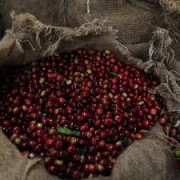 洪都拉斯咖啡豆極均衡，不同的烘焙帶出不同的多層次口感、風味