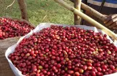 埃塞罕貝拉單一層堆疊提供咖啡櫻桃最完美的對流與乾燥環境